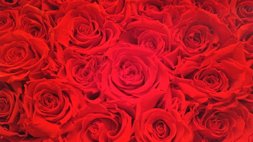 �v���|�[�Y�̃o���͐��ɒ��ӁI���ꂼ��̈Ӗ��Ƃ������߂̖{��